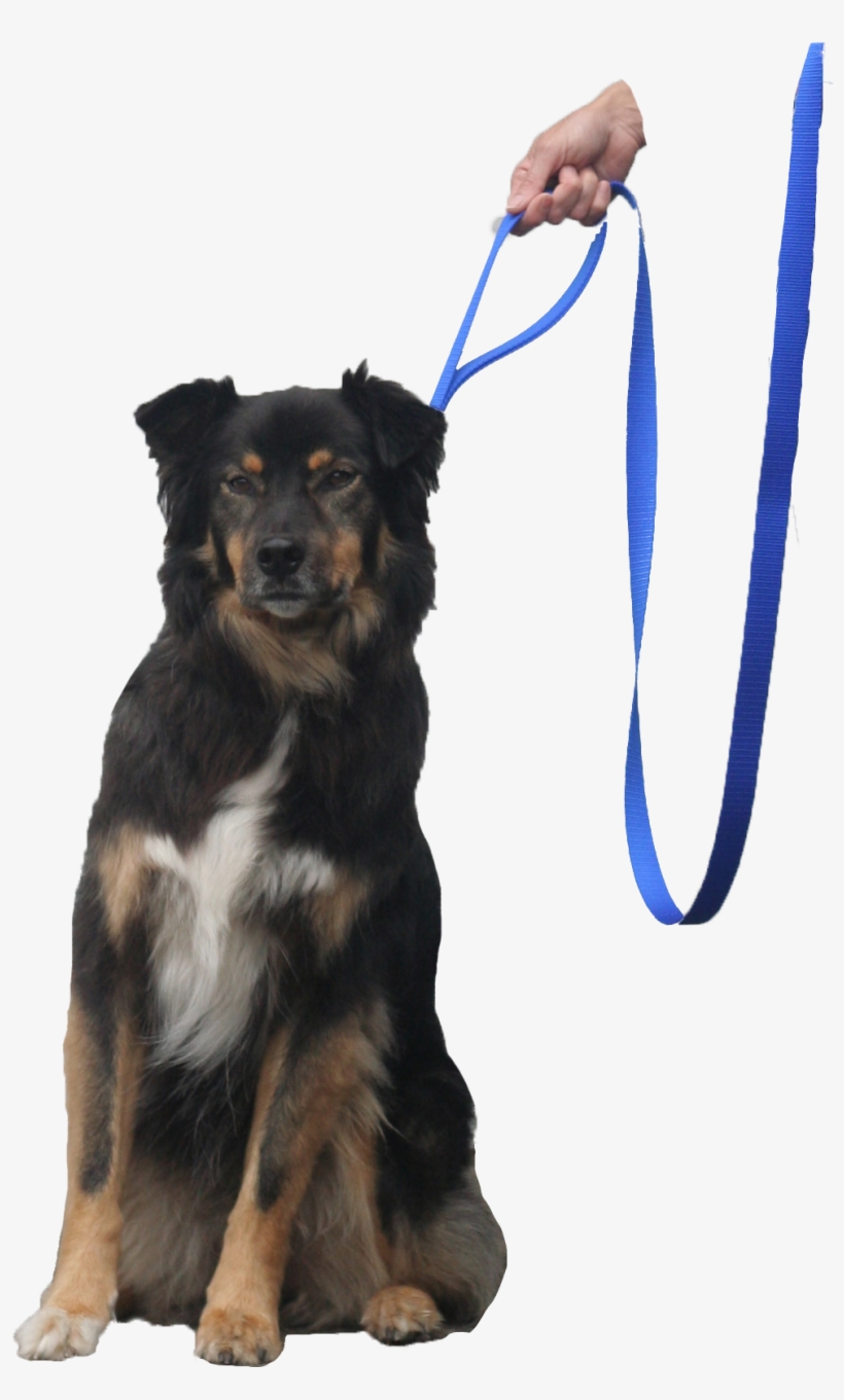 Quick Halt Leash Dog Bebopusa Pet Leashes - Leash, transparent png