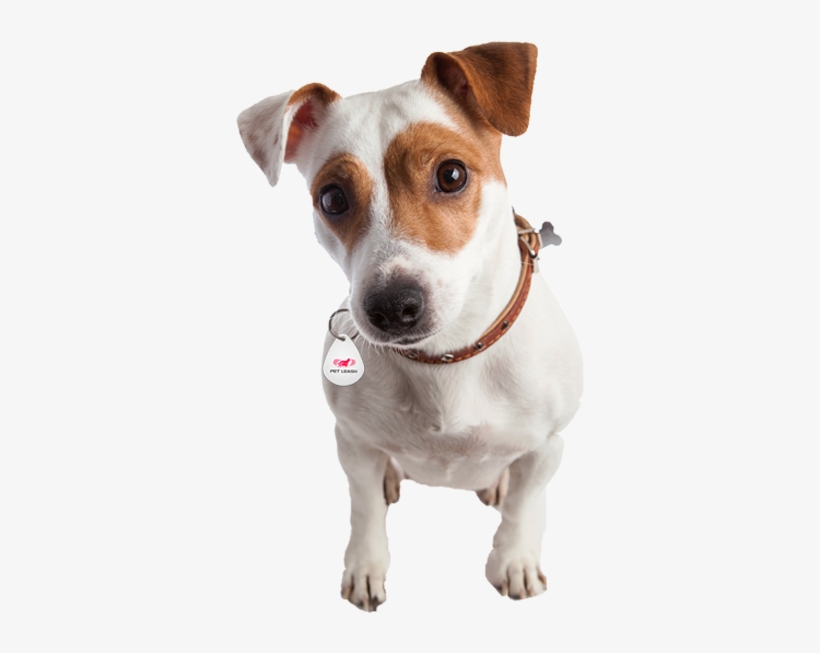 We Just Spotted Him Down 7 Josephine Road, Brighton - Terrier, transparent png