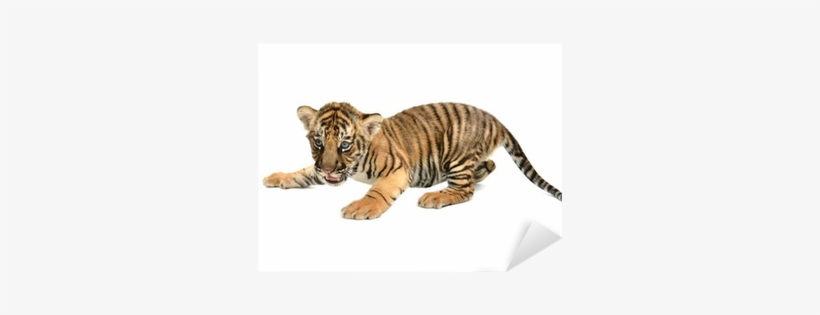 Baby Bengal Tiger Sticker • Pixers - Baby Bengal Tiger Cub - Large Cotton Tea Towel From, transparent png