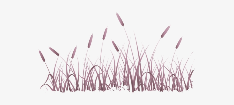Lawn, transparent png