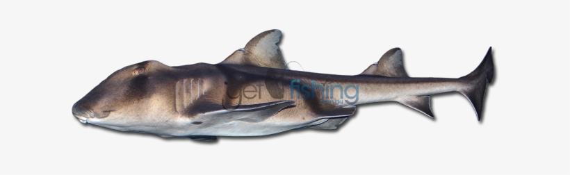 Port Jackson Shark - Port Jackson Shark Edible, transparent png