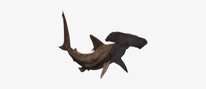 Sources - Great Hammerhead Shark Png, transparent png