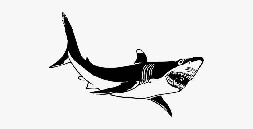 Shark Animal Fierce Fish Nature Stencil Su - Great White Shark Clip Art, transparent png