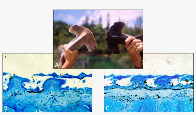 A) Two Scalloped Hammerhead Sharks Are Held Up Side - Scalloped Hammerhead, transparent png