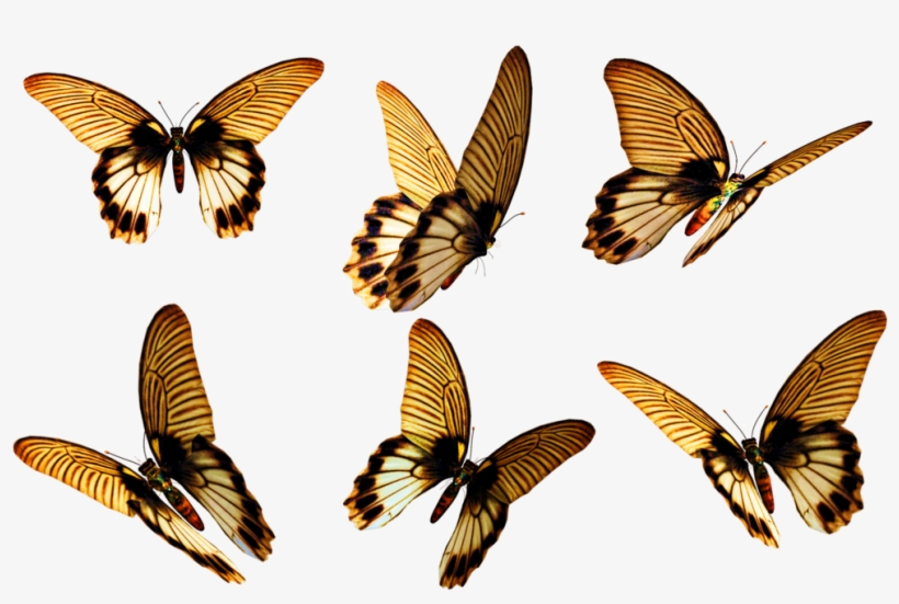 Flying Butterfly Png Free Download - Insect Wings, transparent png
