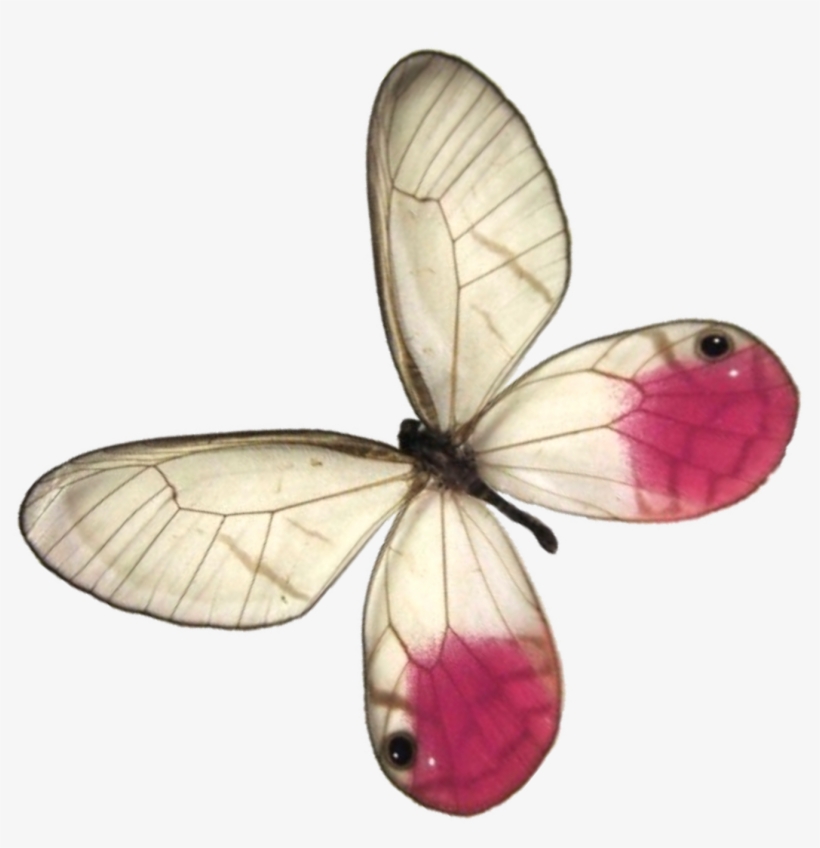 Flying Butterflies Png - Necklace Glasswing Butterfly Large Or Small Pendant, transparent png