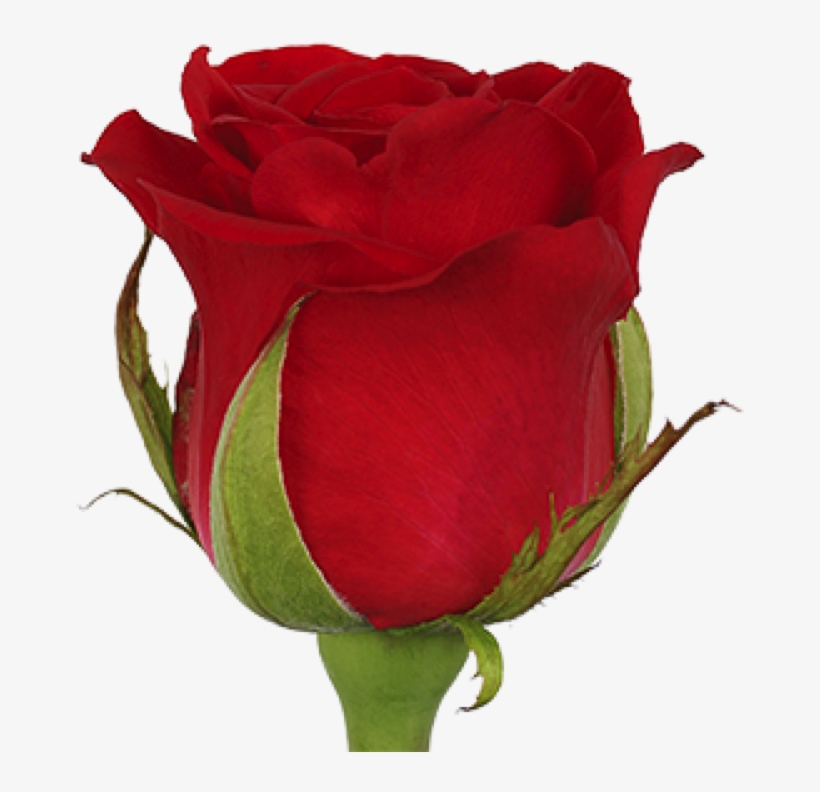 Hot Blood - Garden Roses, transparent png