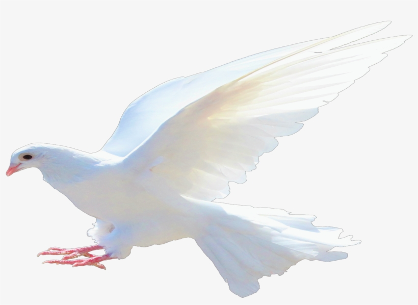 Watch “pastor E - Dove Png, transparent png