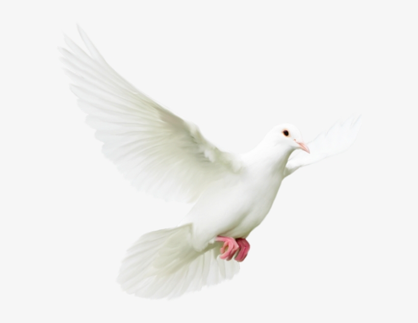 White Doves, transparent png