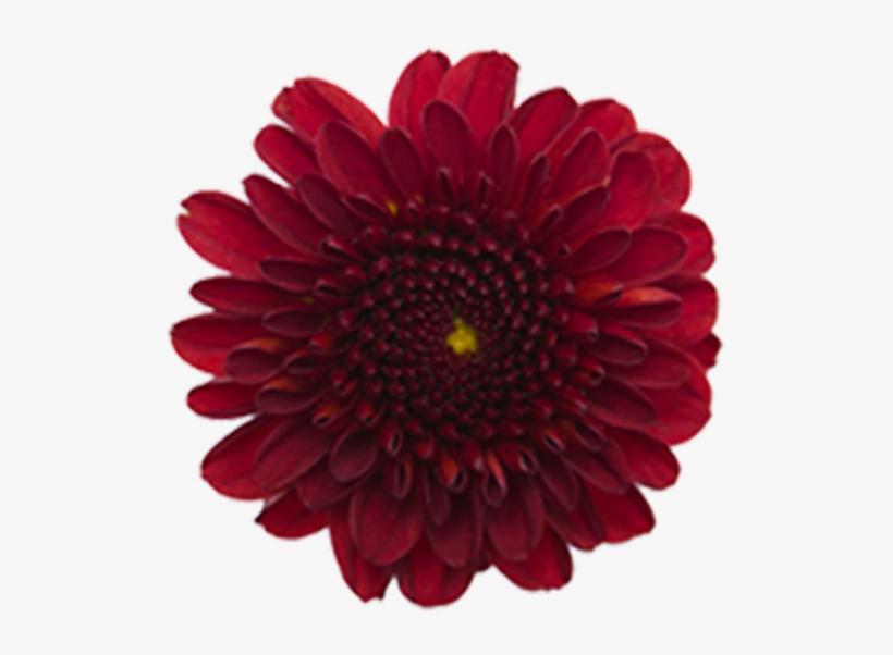 Rebasco Rebasco - Barberton Daisy, transparent png