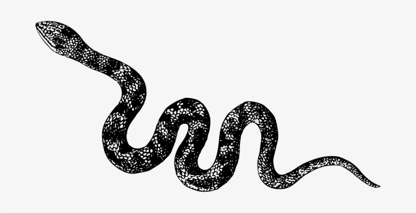 Animal Cobra Nature Reptile Snake Venomous - Snake Black And White Png, transparent png