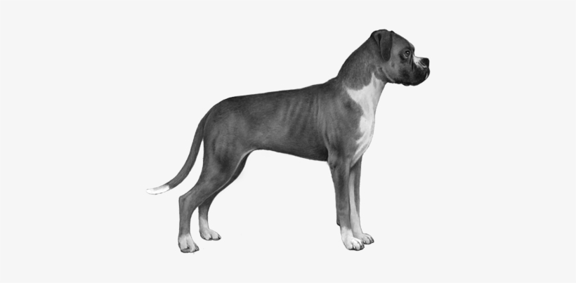 Boxer - B&w - Rottweiler Stencil, transparent png