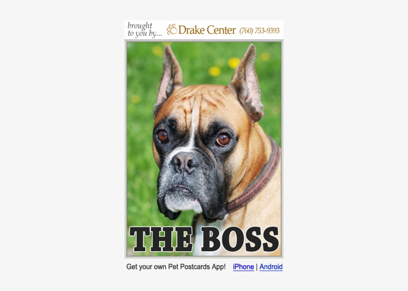 Pet Post Cards Boxer Dog - Stock Photography, transparent png