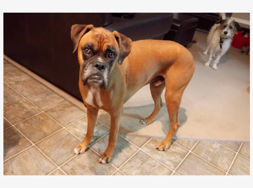 Boxer, transparent png