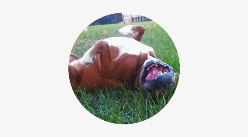 Laughing Boxer Dog Photo - Boxer, transparent png