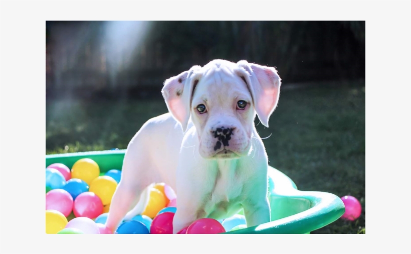 Photo Of Miracle - Boxer Adoption Qld, transparent png