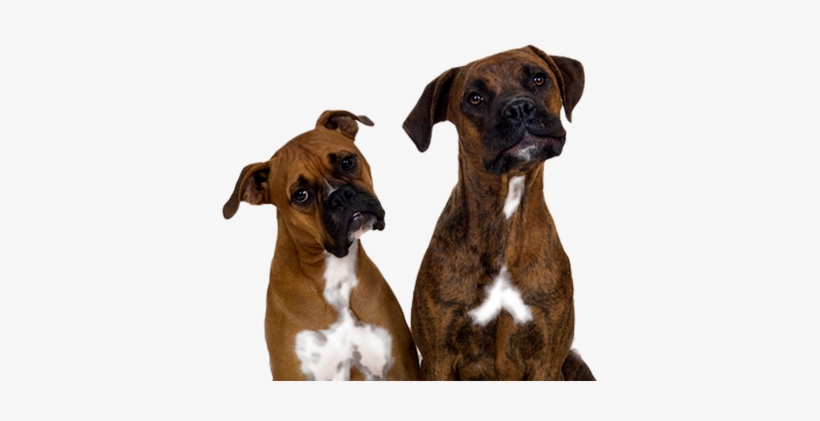 Boxer, transparent png