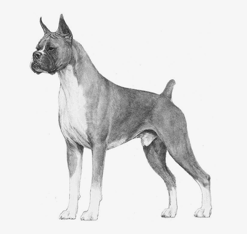 Boxer - Boxer Akc, transparent png