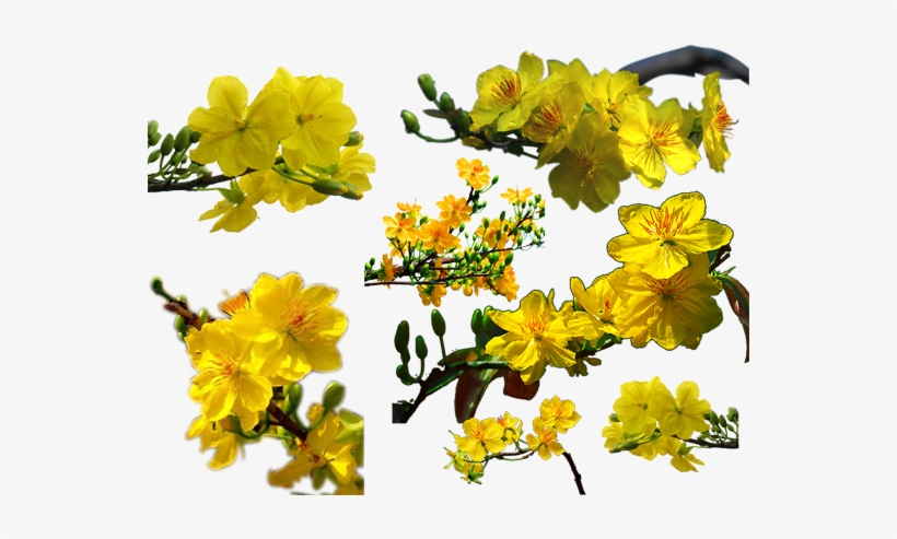 Hoa Mai Biểu Tượng Đặc Trưng Ngày Tết Nguyên Đán Của - Ochna Integerrima, transparent png