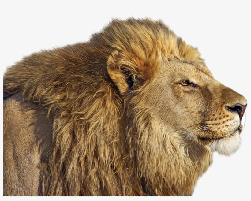 Lion Png Clip Art - Wild Life Animals 4k, transparent png