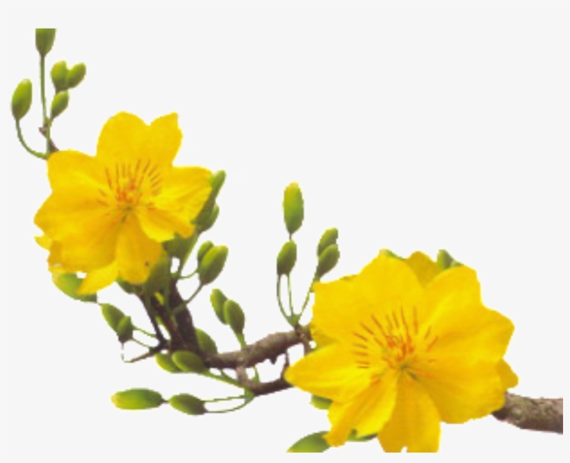 Giá Vé Máy Bay Tết Đi Vinh, transparent png