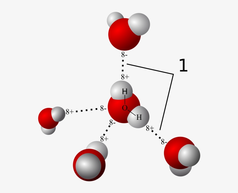 Hydrogen Bonds Between Water Molecules - Hydrogen Bonding, transparent png