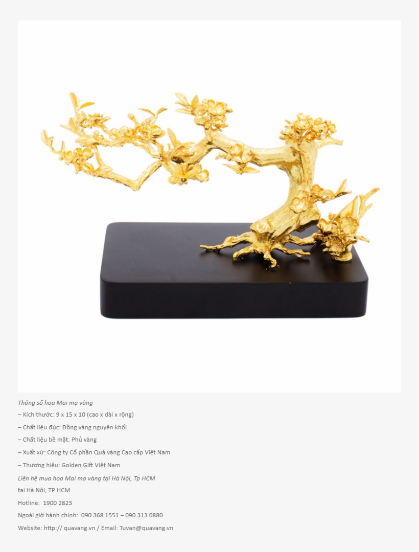 Quà Tặng Sếp Nữ - Ochna Integerrima, transparent png