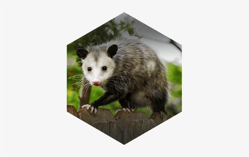North American Beaver - Opossums Ticks, transparent png