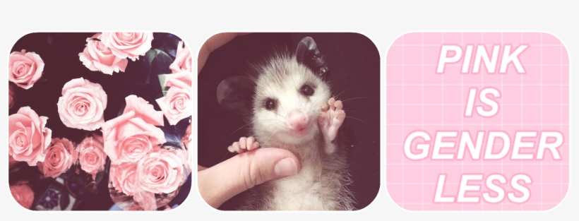 4946902 0bd0vglw9ymnt1q - Funcase Etui Flexi Book Alcatel Shine Lite - Pink Roses, transparent png