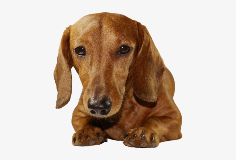 Why Choose A Dachshund To Be The Star Of Your Ecard - Doxie Dachshund Wiener Weiner Dog Dauchsunds Christmas, transparent png