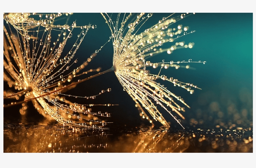 See The Big Picture - Dandelion Seeds (lbh 50x50x2 Cm), transparent png