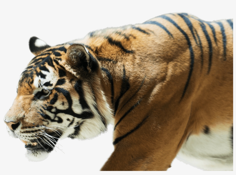 Bengal Tiger, transparent png