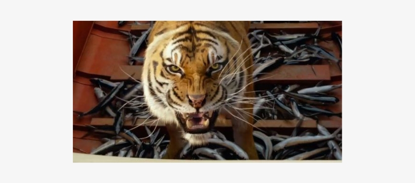 Food Plays A Very Important Role In Training The Tiger - Life Of Pi Rescued, transparent png