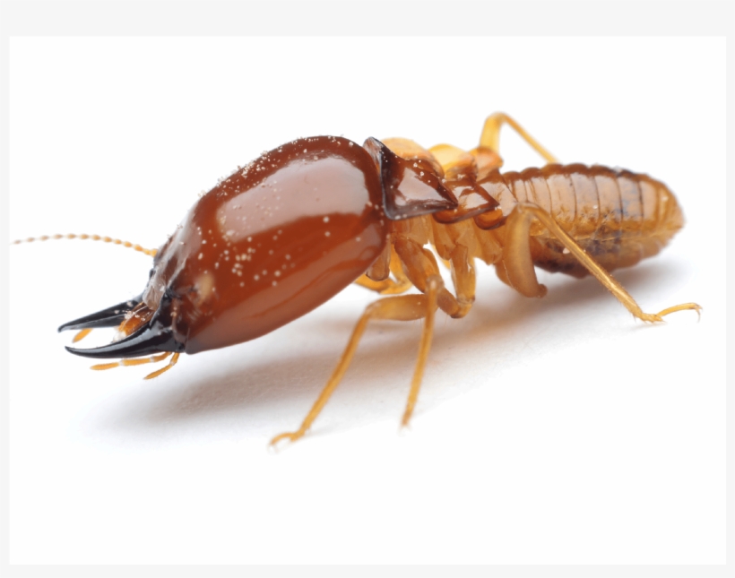 Are You Rolling Out The Welcome Mat For Termites - White Ants, transparent png