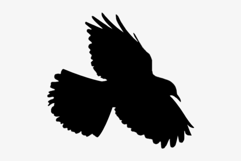 Bird Flying Flyingbird Silhouette - .net, transparent png