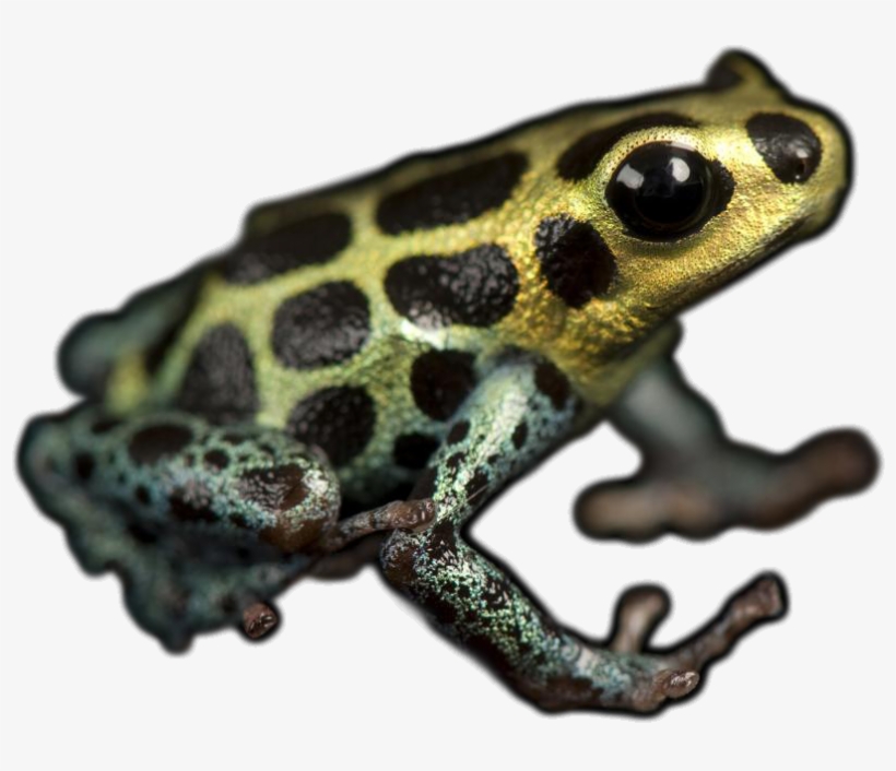 Fotoprint: Imitating Or Mimic Poison Dart Frog, Dendrobates, transparent png