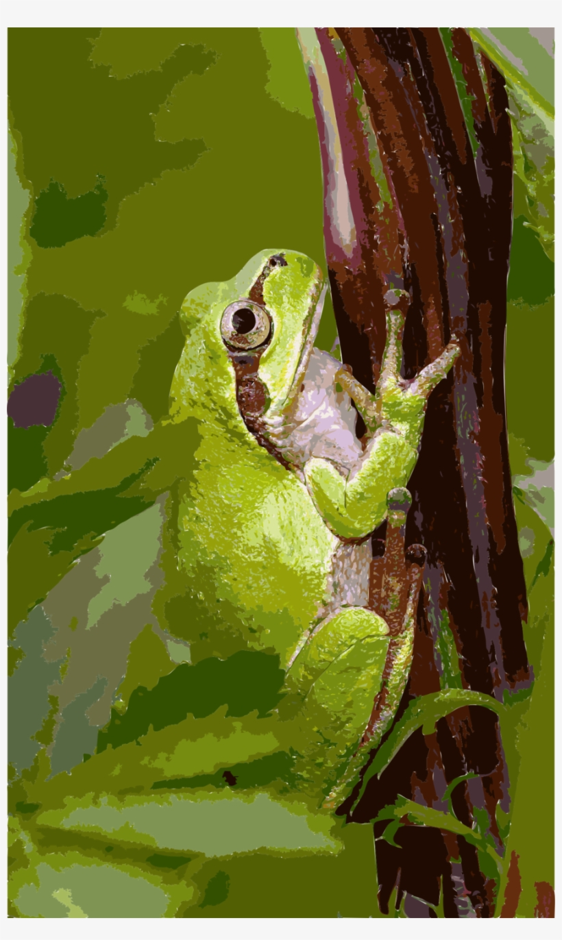 Clipart Resolution 1476*2400 - Japanese Tree Frog, For The Love Of Nature: Blank 150, transparent png