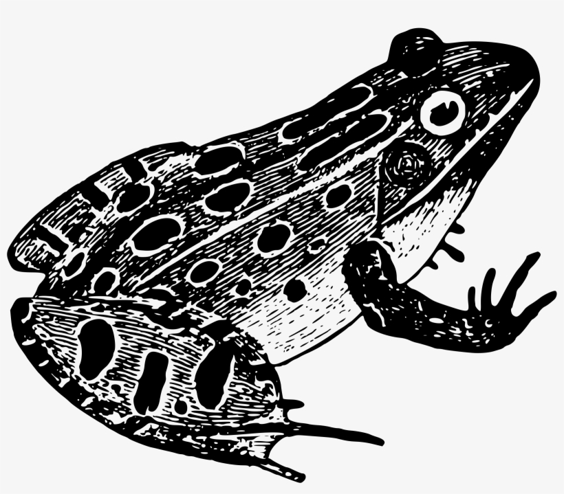 Green Frog Clipart Leopard Frog - Black And White Frog Png, transparent png
