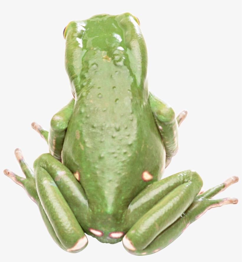 Frog, transparent png