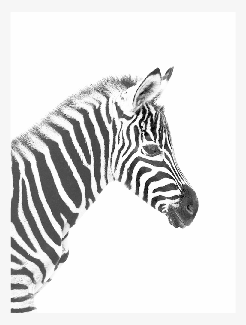 Baby Zebra Wall Print, transparent png