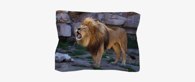 Lion, transparent png