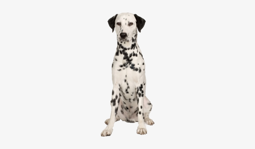 Dalmatian Png Free Download - Real Dalmatians Png, transparent png