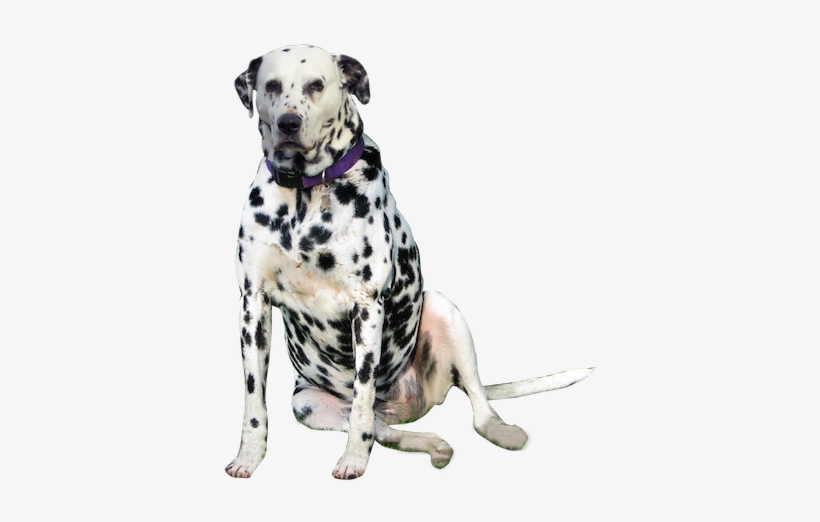 Dalmatian Png Download Image - Dalmatian Transparent, transparent png