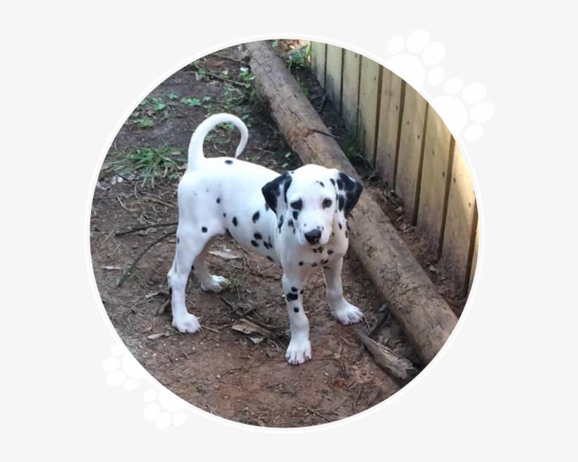 Full Breed Dalmatian Puppies For Sale - Purebred, transparent png
