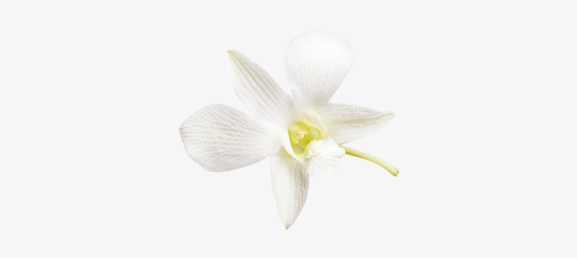 Sans Lactose Vanille 0% - Vanilla, transparent png