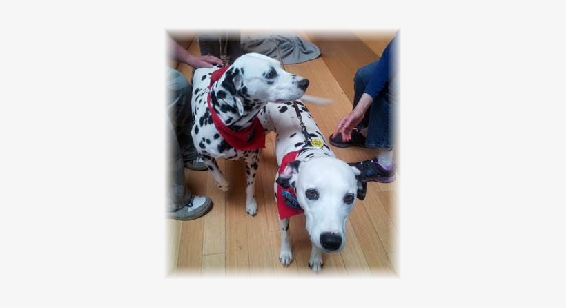 Dalmatian Dog, transparent png