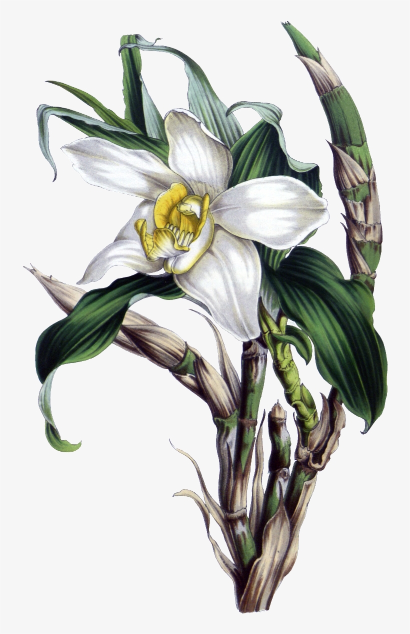 Botanical Illustration, transparent png