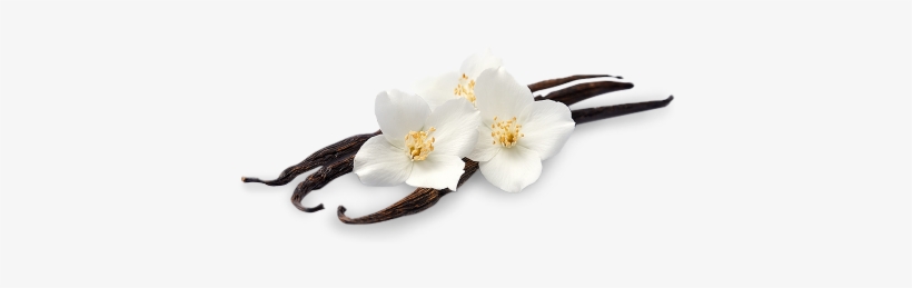 Base Note - Vanilla Bean Transparent Background, transparent png