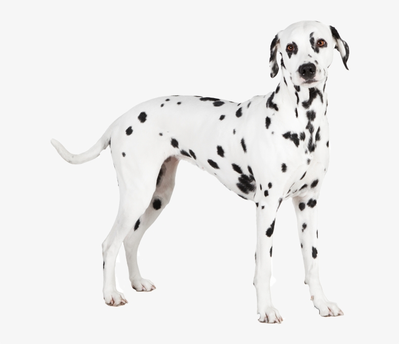 Dalmatian-pricing - Dalmatian, transparent png