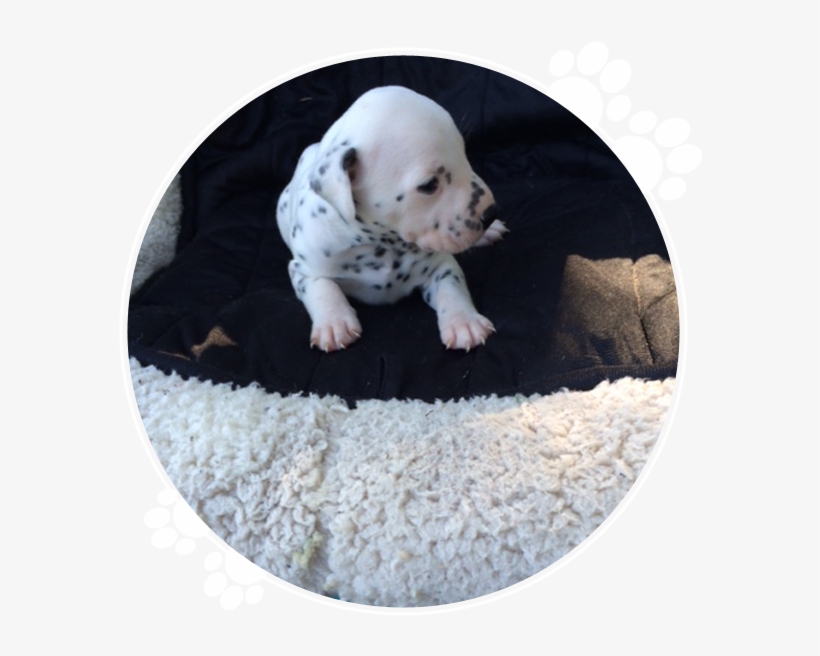 Purebred Dalmatian Puppies For Sale - Dalmatian Dog, transparent png